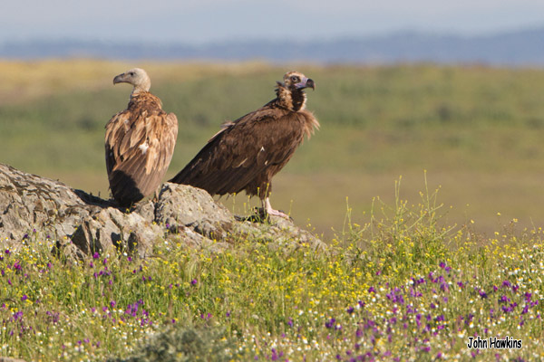 Birding Extremadura