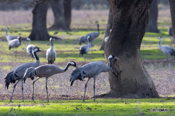 Birding Extremadura