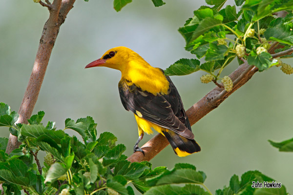 Birding Extremadura