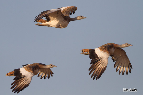 Birding Extremadura