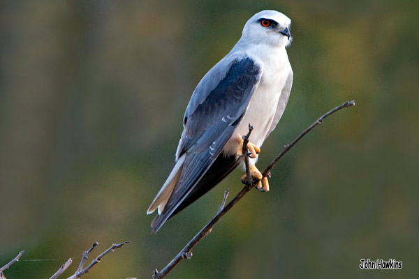 Birding Extremadura