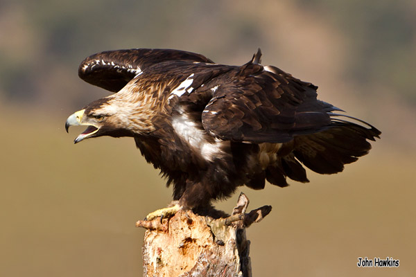 Birding Extremadura