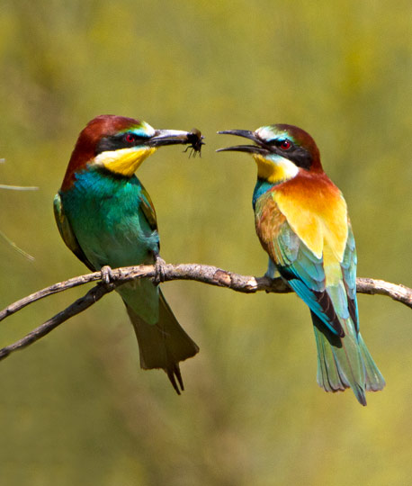 Bee-eater