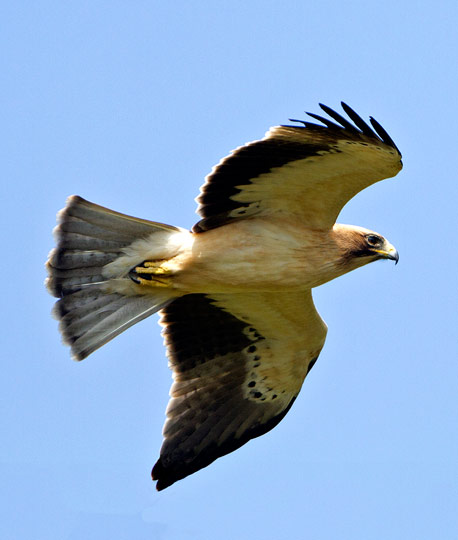 Booted Eagle