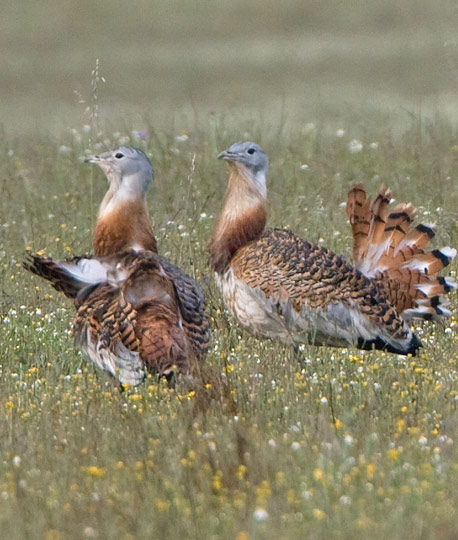 Great Bustard