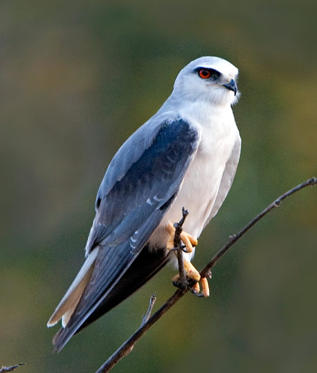 Black winged Kite