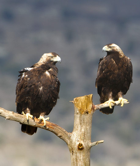 Spanish Imperial Eagle